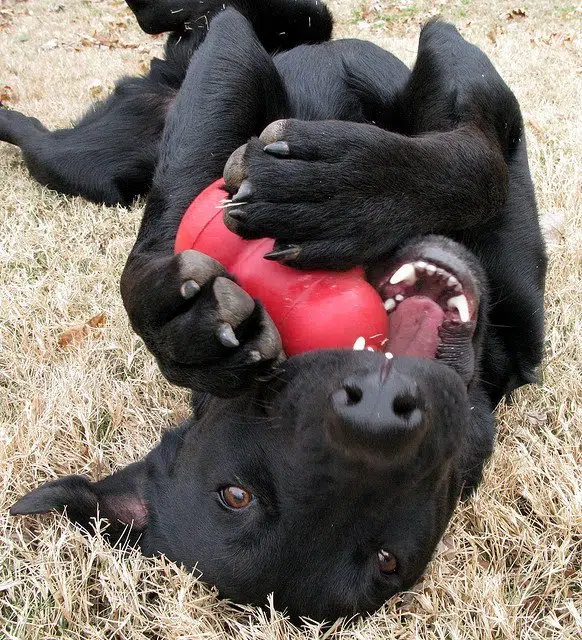 dog in canine enrichment program