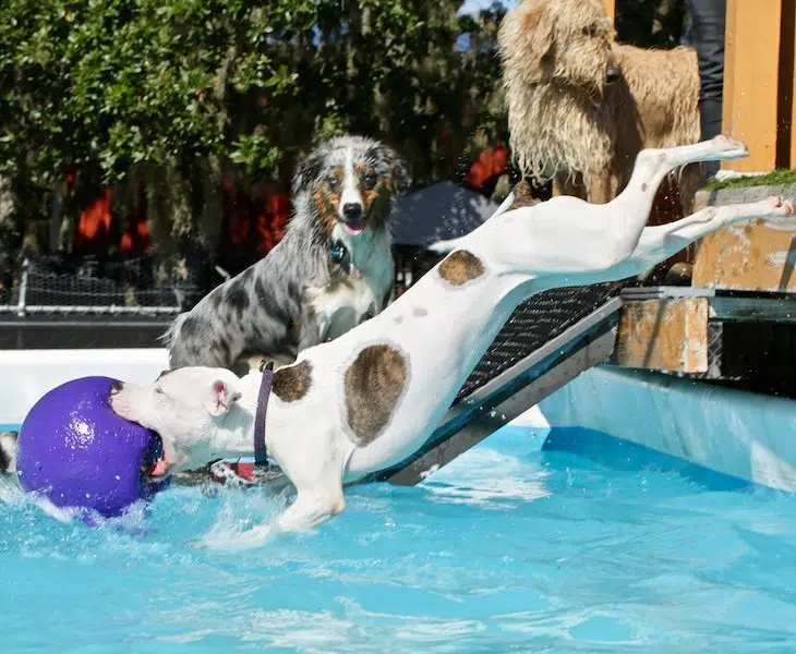 dog diving into swimming pool