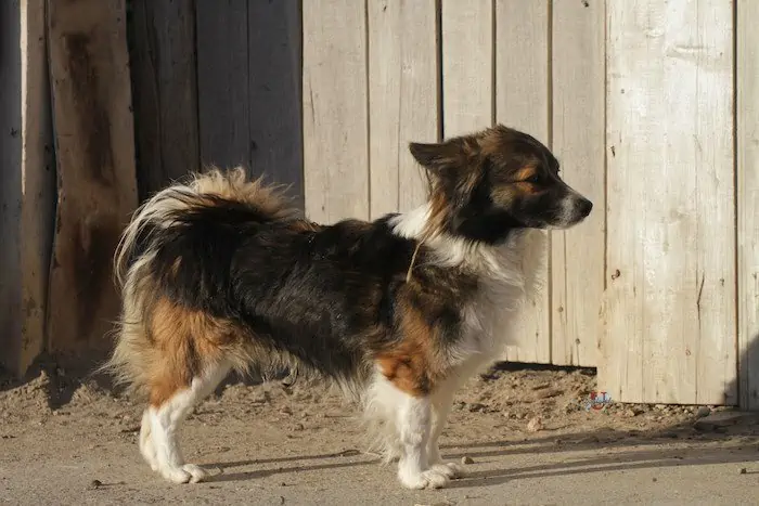 street dog
