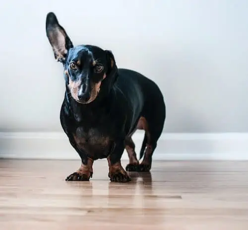 dog hearing sensory examples