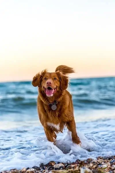 dog touch sensory stimulation