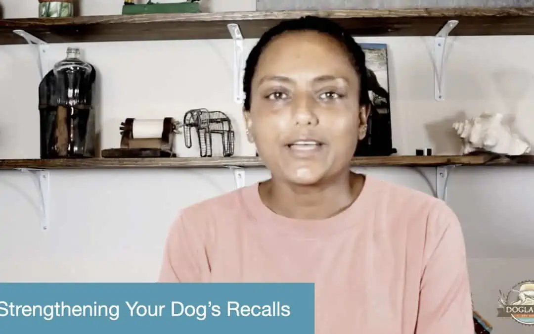 Strengthening your dog's recalls
