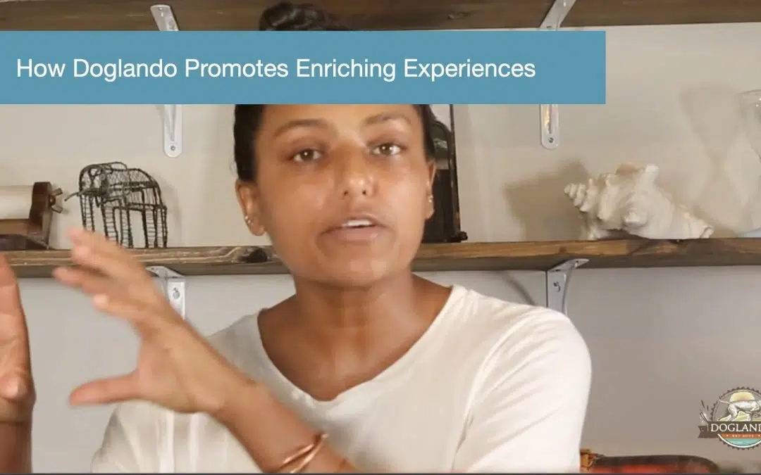 How Doglando Promotes Enriching Experiences