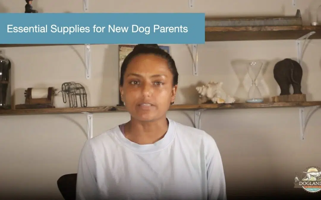 Essential supplies for new dog parents