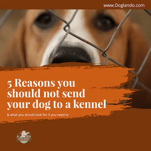 5 Reasons you should not send your dog to a kennel