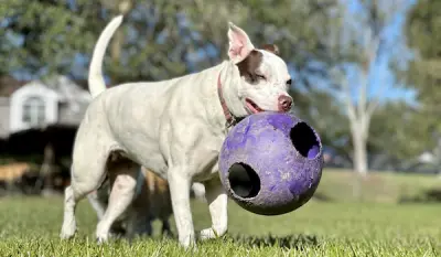 Canine Enrichment Center