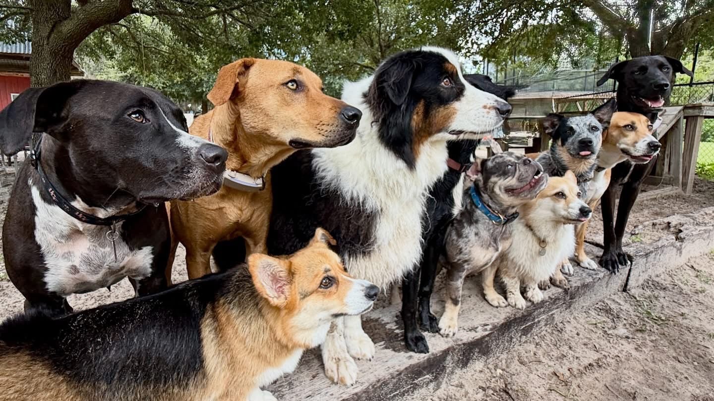 dog training orlando header image